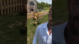 David Beckham Jadi Perternak Ayam shorts beckham farming