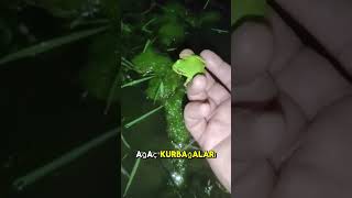 Doğanın Görünmez Kahramanları Kamuflaj Ustaları