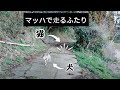 マッハで走る 💨 犬と猫