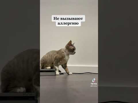 Мифы о породе девон-рекс