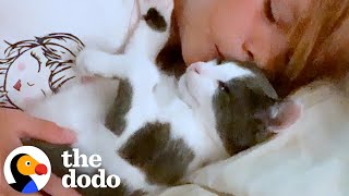 World's Wobbliest Foster Kitten Wins Over Pittie Sibling | The Dodo