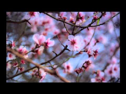 مع انغام فيروز أشجار اللوز تتلألأ فوق جبال الباحة