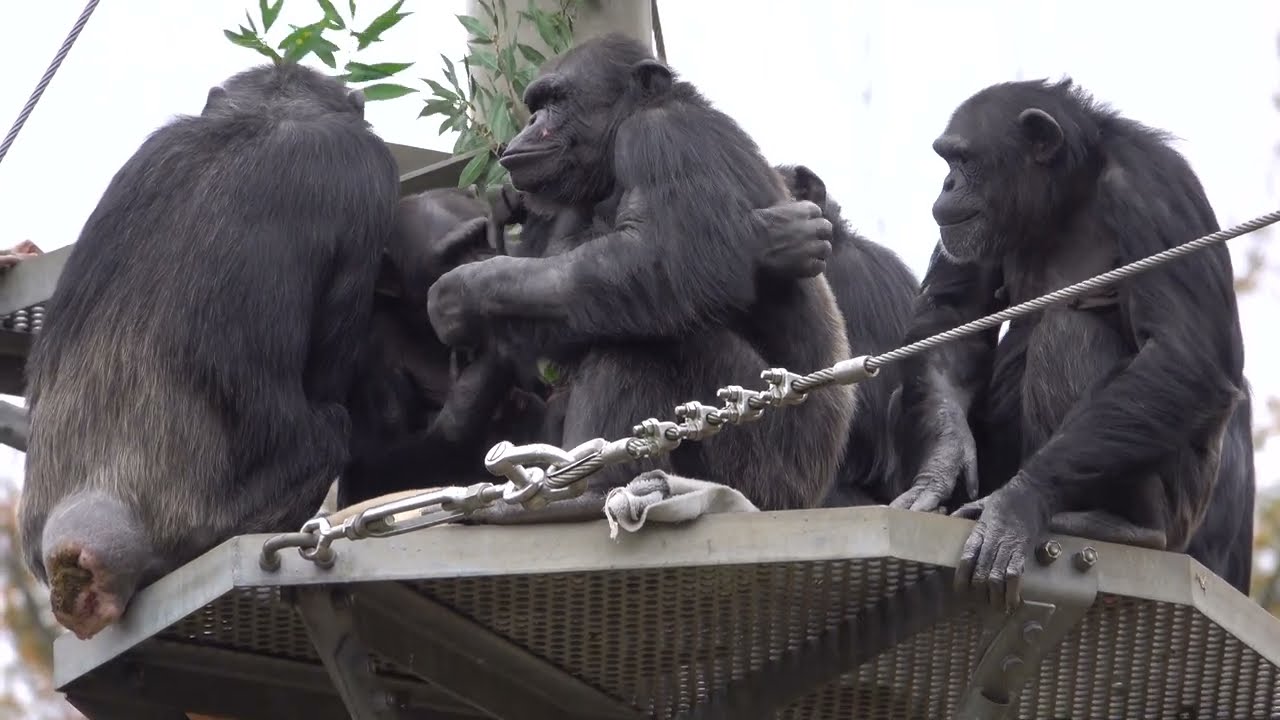Tama zoo chimps 2023/11/25