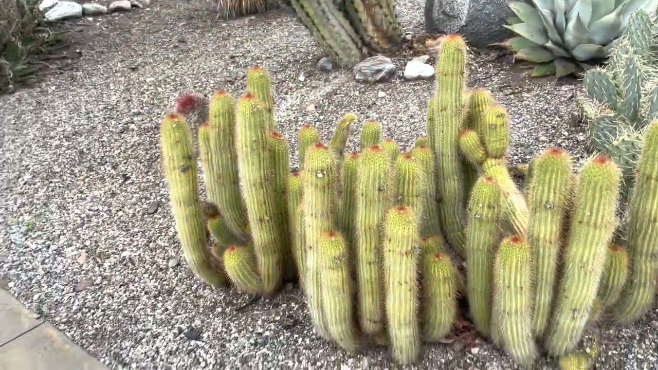 Bu mumkun mu? Boyle bir kaktus ve sukulent bahcesi gormediniz.  Cöl bahcesi geziyorum Bolum 1