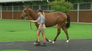 Download Lagu Lot 1136 - Shalaa-Watchme filly MP3