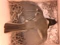 birdcam_2010-02-11_09-48-22_3.avi