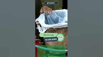 Những sai lầm thường gặp khi sử dụng thuốc diệt chuột #Sai_lầm_sử_dụng_thuốc_diệt_chuột