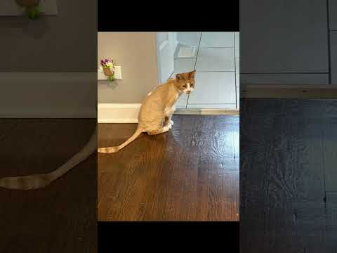 #cat #makethisgoviral
