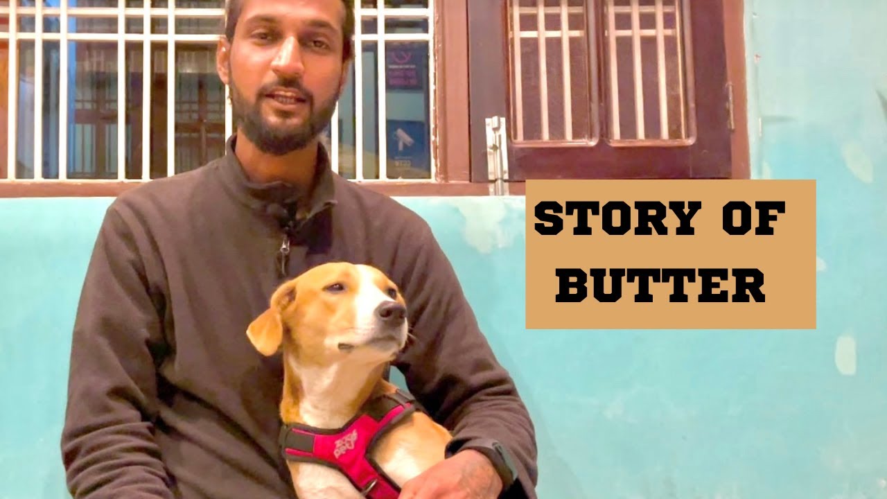 DAY 45 : STORY OF BUTTER : 4 DHAM WALK WITH MY DOG