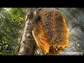 HUGE BEES | Giant Wild Honey Hive Found in Jungle
