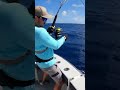 Yellowfin Goes Crazy! #fishing #videofishing #fishinglife #fypシ゚viral