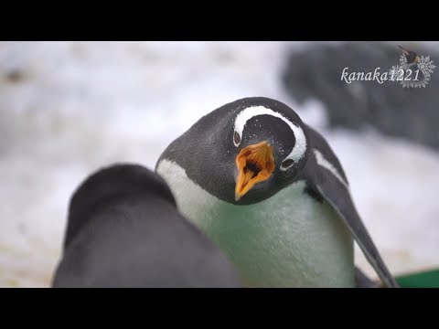 青いペンギン 泳ぐジェンツーペンギン🐧泡が速さを物語っていますね #長崎