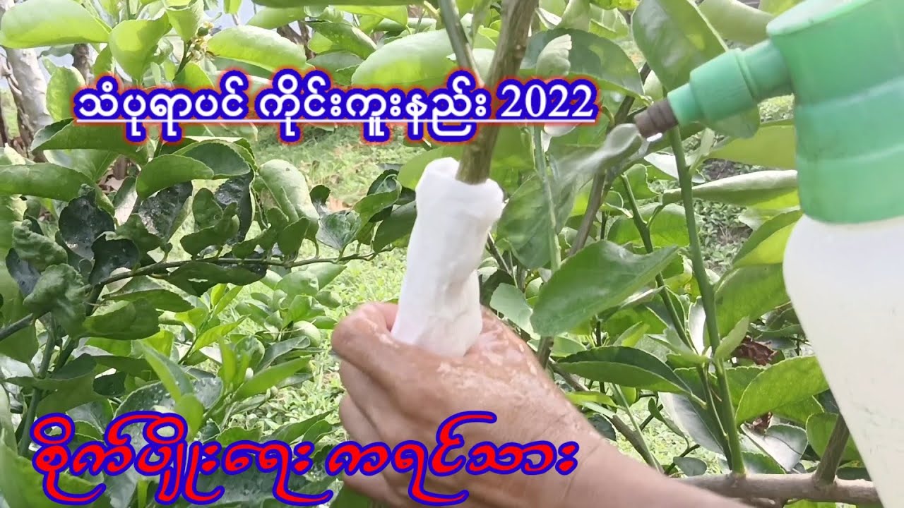 Agriculture သံပုရာပင်ကိုင်းကူးနည်း စိတ်ဝင်စားရင်ဝင်ကြည့်လိုက်ပါစိုက်ပျိုးရေးကရင်သား