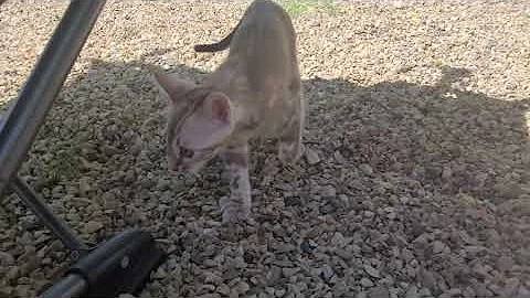 Video 6752871: mink bengal, silver bengal, bengal boy