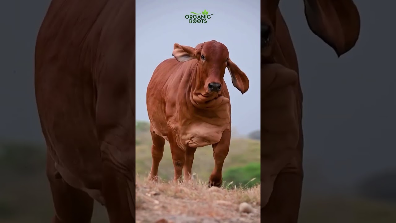 Rooted in Ancient Wisdom, Grown for Modern Wellness | Ancient Indian Farming | Traditional Farming