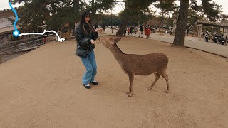 Walk Nara  Cool deer chilling with peopleならこうえん 2023JAPAN4KGOPROWALKINGPOV