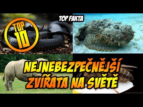 Video: Opylují afrikanizované včely?