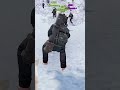HOW IS HE DANCING?!  #rust #rustрейд #rustgame #rustрейд #rustconsole #gaming #rustclips