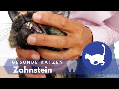 Video: Die Notwendigkeit, die Zähne Ihrer Katze sauber zu halten