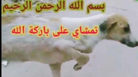صدق او لا تصدق كانت تزحف 🥲🥲 بعد ثلاثة دقائق  أصبحت تمشي وهذا هو سبب