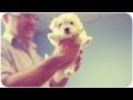 TheSacconeJolys - PUPPIES MEET THE VET!