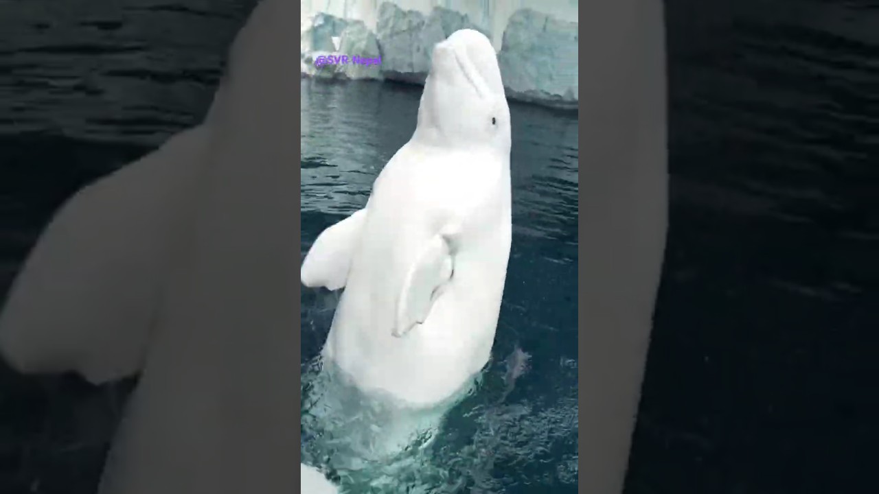 Beluga Whales Vocalisation 18 