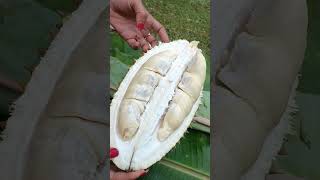 Download Lagu Buah Durian lokal #shortsviral MP3