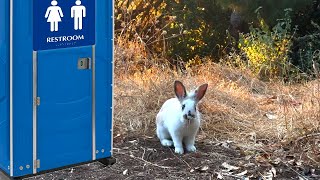9-month-old Dumped Bunny found living in a Park Bathroom