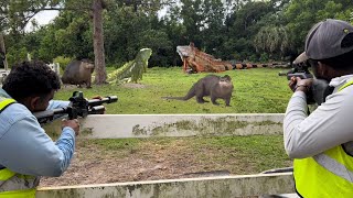 Otters and Iguanas Take over Private Ranch! Iguanas Caught Trespassing!