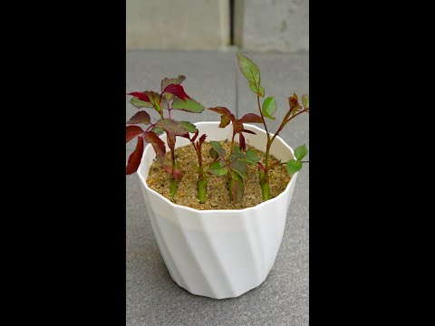 Vídeo: Rooting Rose of Sharon Cuttings: Como cultivar uma rosa de Sharon Bush a partir de estacas