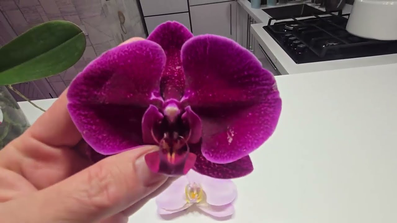 ФАЛЕНОПСИСЫ! Новинки и квартирное цветение.