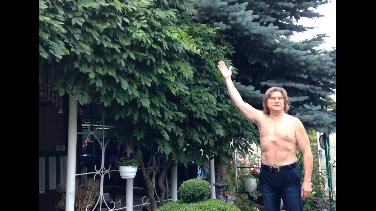 ✿Глициния. Обрезка и опыт выращивания➽ ✿ℛоманова ДАЧА