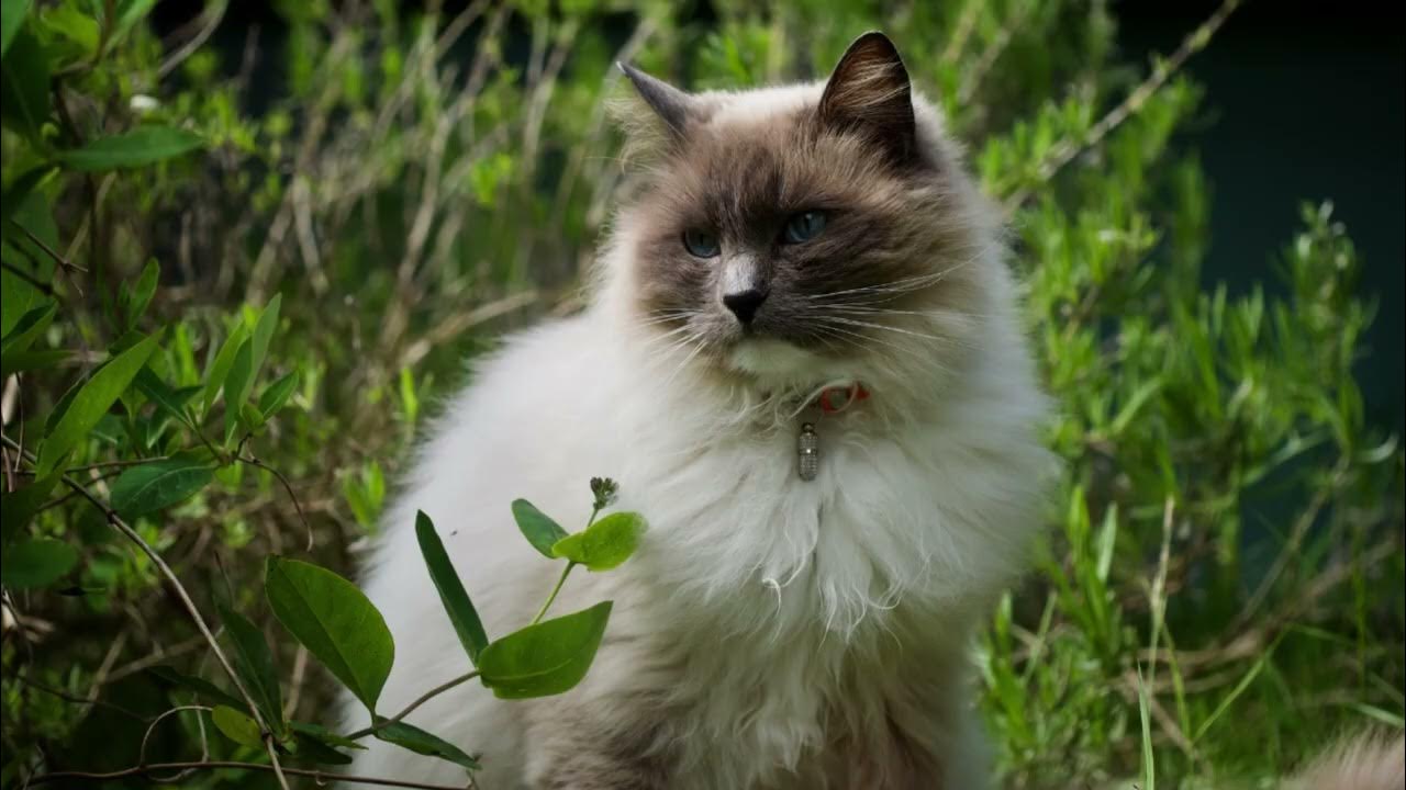 Can Tea Leaves Deter Cats? YouTube