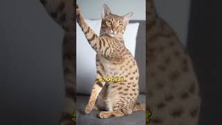 Top 10 Beautiful cats in the world  | #shorts #viral #top10 #shortvideo