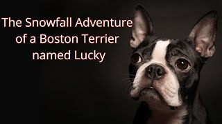 The Snowfall Adventure of a Boston Terrier named Lucky