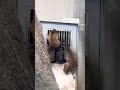 ドアに登るパンチ君が可愛い❤️市川市動植物園🐒