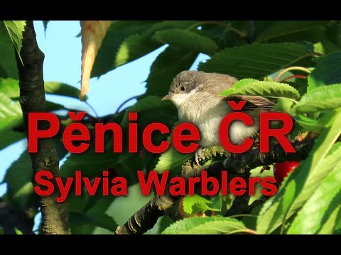 Pěnice ČR, Sylvia Warblers in the Czech Republic, Pěvci České republiky, Ptáci České republiky