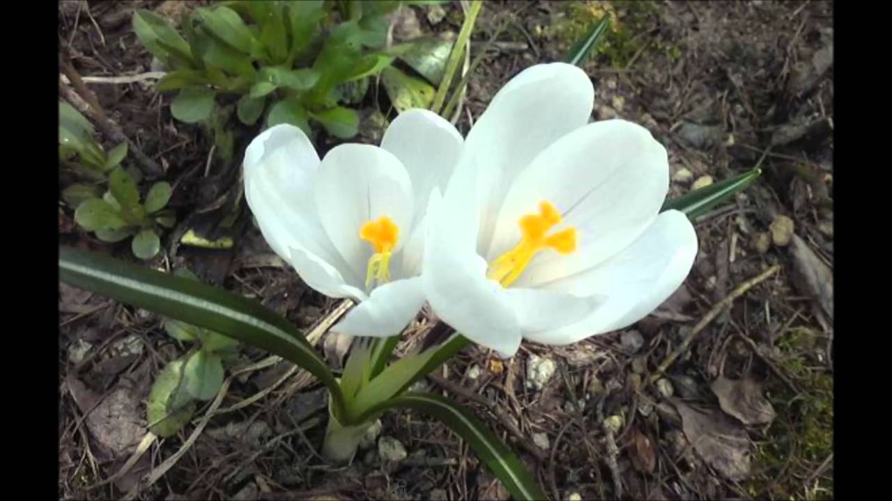 編曲教學 眠れぬ夜は歌を作ろう（さとうささらオリジナル）