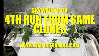 Skywalker OG - 4th run same clone genetics. Thank you to @dieseljunkie9951 👊@simproformula4640
