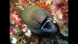 Fundamentals of Ecology Ch. 2 Marine Biology Video Overview