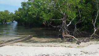 Video of the oceanfront property for sale in Shimoni South Coast