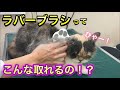 【短毛猫のブラッシング】ラバーブラシの威力すごい。