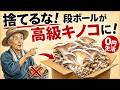 【驚愕】捨ててた『アレ』が高級キノコに!段ボール1枚で始まる0円生活