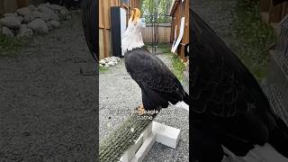 Injured eagle recovers but won’t leave. #healing #shortvideo #eagles #beautiful #amazing