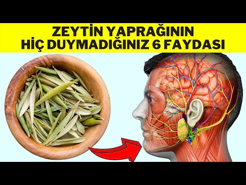 ZEYTİN YAPRAĞININ FAYDALARI - Zeytin Yaprağı Çayı Nasıl Yapılır? - Zeytin Yaprağı Çayının Faydaları