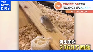 「逆すべり台」登りたくても滑っちゃうハムスターに国内外が悶絶！｜TBS NEWS DIG