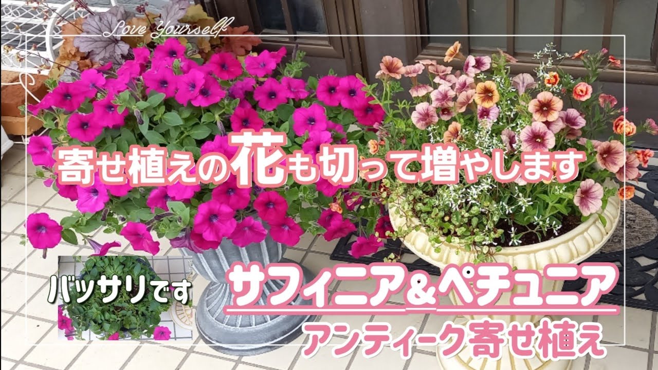 ペチュニア&サフィニア】切る 増える 挿し芽😊寄せ植え😊何度も満開に