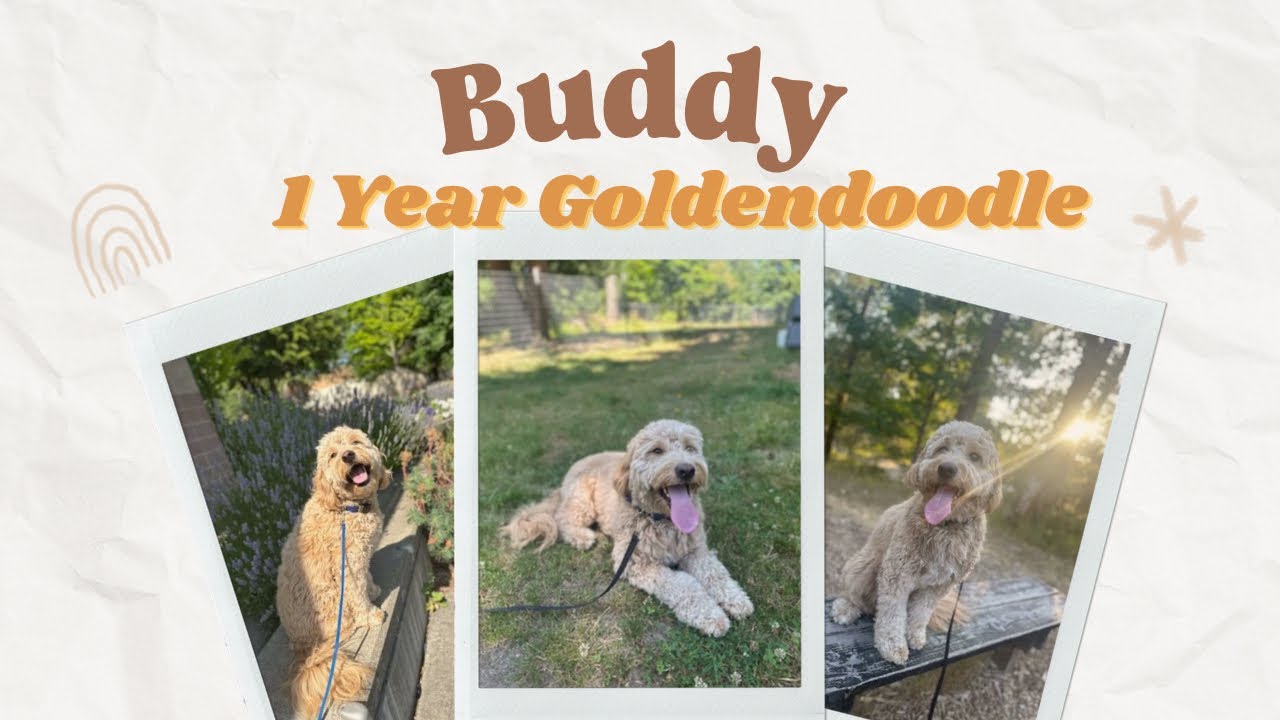 1 Yr Goldendoodle (Buddy) Best Seattle Dog Trainers Off Leash K9