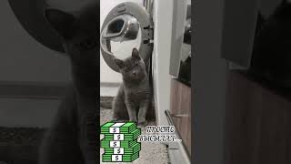 Где бы такого найти 😺😹 #домашниепитомцы #funny #cat