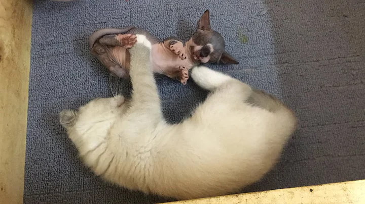 Video 1187441: british shorthair kittens, sphynxcat sphynxkitten, reaction british shorthair, sphynx kitten, sphynxcats funny, hairless kitten